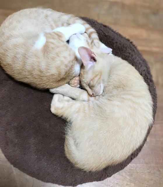 世田谷で愛犬が輝く！トリミングサロンの魅力とは
